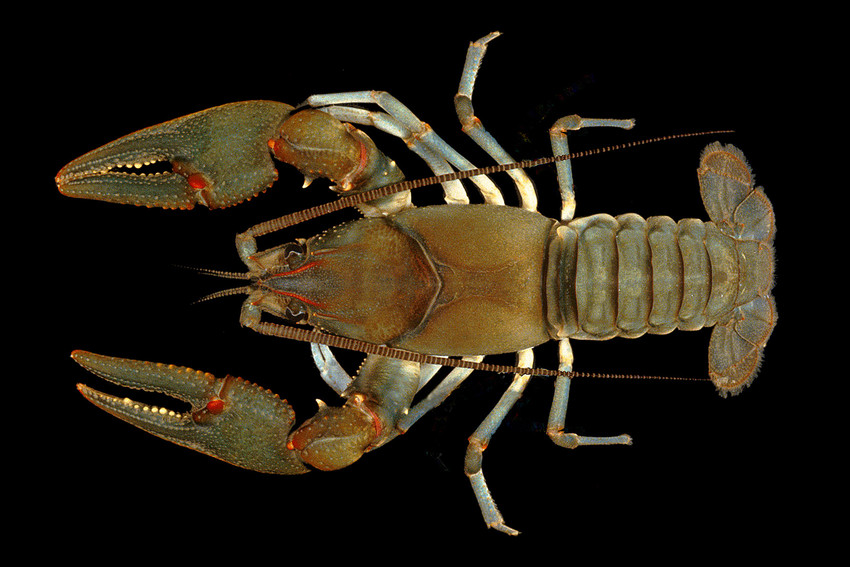 Big Sandy Crayfish